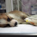 犬に点滴が必要にな…