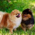 犬のオスとメスで違…
