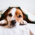 犬が『一緒に寝よう♡…