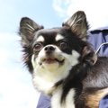 犬が理解しやすい『…