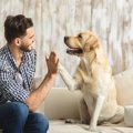 犬が飼い主に『理解…
