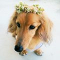愛犬と一緒にウェデ…