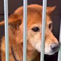 飼い主に捨てられて…
