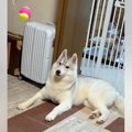 かっこいいハスキー…