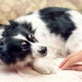 犬が人間嫌いになっ…