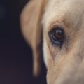 犬も老眼になるって…