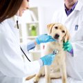 犬が突然興奮する理…