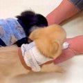 おばあちゃんと初め…