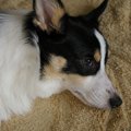 犬が『不満』を抱え…