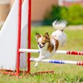 犬の心の成長のため…