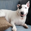 犬がよくいる場所５…
