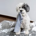 犬がする困った行動……