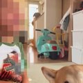 小さな男の子が『犬…