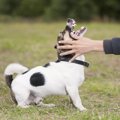 犬が突然人を噛むよ…