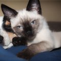 犬猫の飼育数が人間…