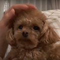 やめろぉ！なでなで…