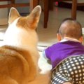 犬と赤ちゃんが一緒…