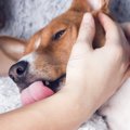 犬が人を噛んだ後に…