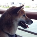 わんことフェリーで…