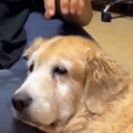 隣にいる大型犬の頭…