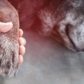 犬が死んでしまう『…