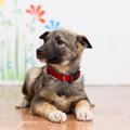 犬が飼い主に前足を…