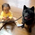 赤ちゃんが『犬のリ…