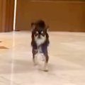 結婚式で犬たちが『…