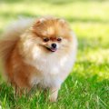 犬が『嬉しそうな顔…