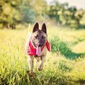 犬が多汗症になる原…