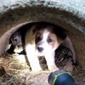 母犬は子犬たちの保…