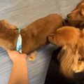 トリミングでイメチ…