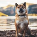 犬が『横座り』して…