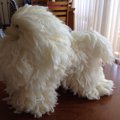 犬に関するお仕事と…