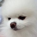 体調を崩していた犬…