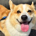 車でのお出かけでウ…