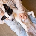 『嫉妬深い犬』特徴3…