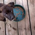 犬の食器がヌルヌル…