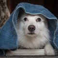犬の為に備えておこ…