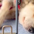 17歳の老犬が亡くな…