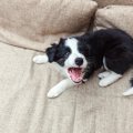 犬がワガママを言っ…