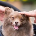 犬が怖がってしまう…