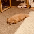 寝姿がモップ？！ふ…