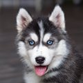 『青い瞳』を持つ犬…