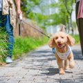 犬が散歩中『急に猛…