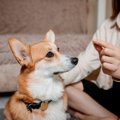 犬の「薬の飲ませ方…