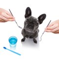 犬にとって『放置す…