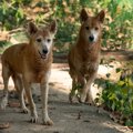 ディンゴと犬の違い…