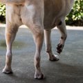 犬が『片足を上げる…