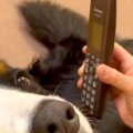 おばあちゃんと電話…